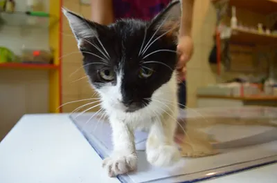 Gabinet weterynaryjny MEDIV